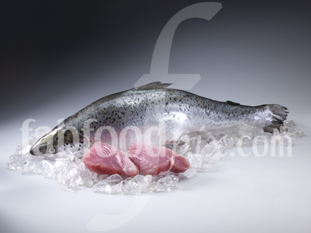 salmon tuna photo