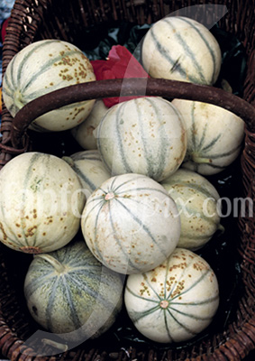 Melons photo