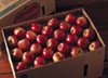 Apples Box photo
