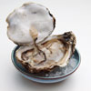 Oyster photo