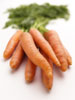 Carrots photo