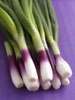 Red Spring Onions photo