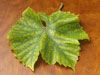 Vine Leaf photo