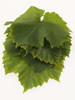 Vine Leaves photo