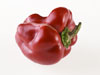 Red Peppers photo