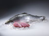 salmon tuna photo