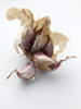 Hickory smk garlic photo