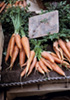 Carrots photo