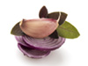 Sage onion garlic photo